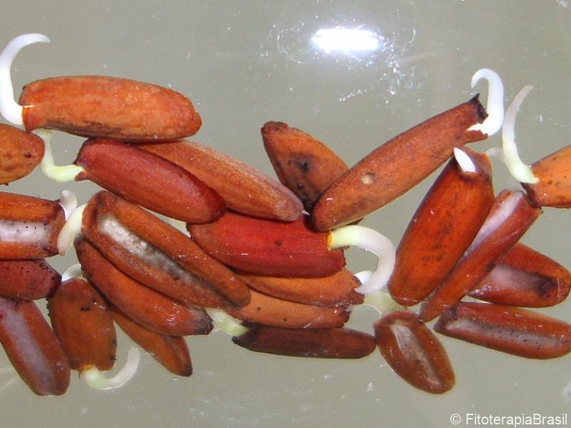 Sementes em germinação
