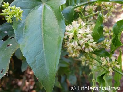Mikania laevigata