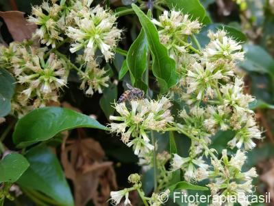 Mikania laevigata