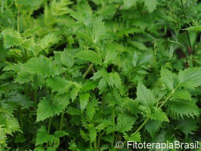Valeriana officinalis