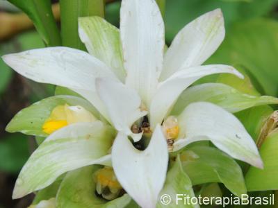 Curcuma longa