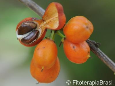 Frutos e sementes