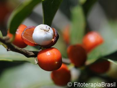 Frutos