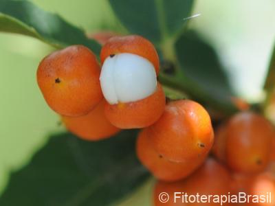 Frutos