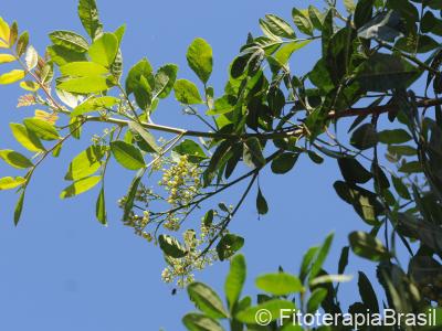 Flores e frutos verdes
