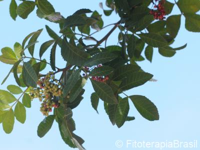 Frutos