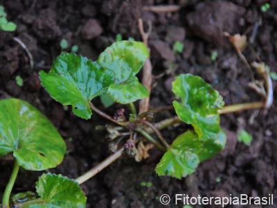 Centella asiatica
