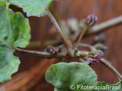 Centella asiatica