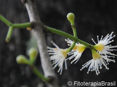 Syzygium aromaticum