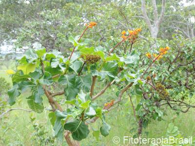 Palicourea rigida