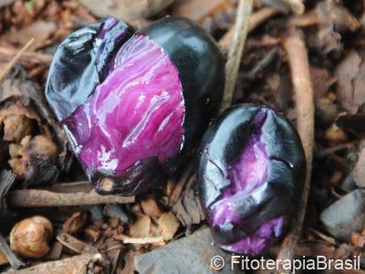 Syzygium aromaticum