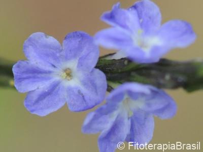 Stachytarpheta cayennensis