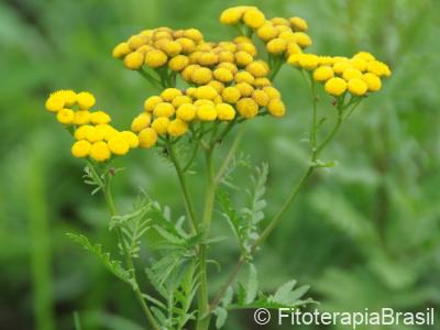 Tanacetum vulgare