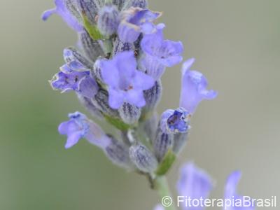 Flores