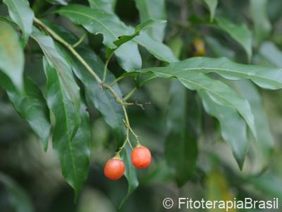 Folhas e frutos