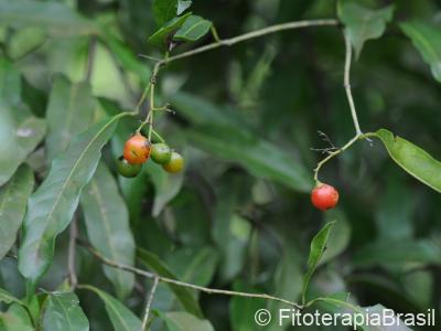 Frutos verde e maduros