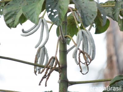 Cecropia pachystachya