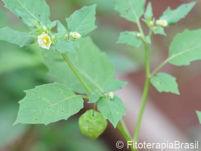 Folhas, flor, fruto
