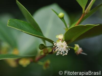 Eugenia punicifolia
