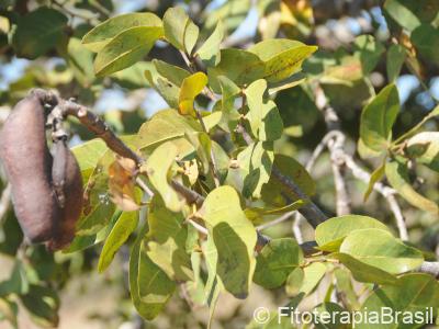 Folhas e fruto