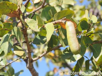 Folhas e fruto verde