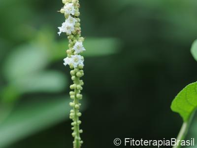 Flores