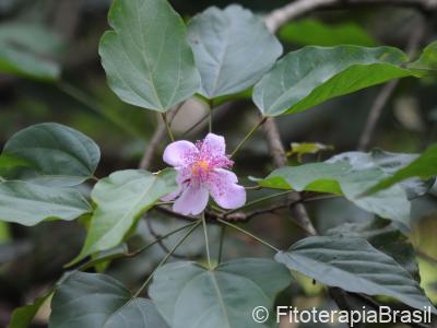 Folhas e flor