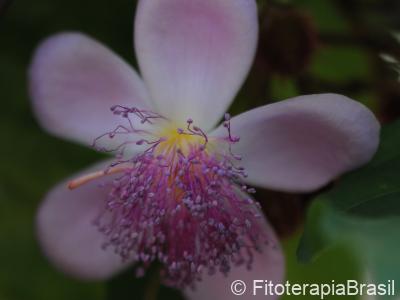 Flor