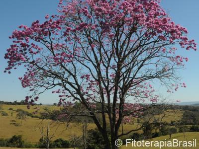 No campo