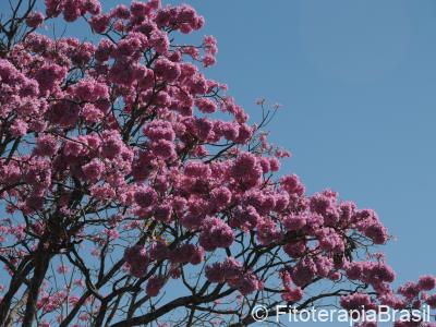 Galhos e inflorescências