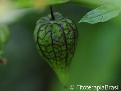 Fruto verde