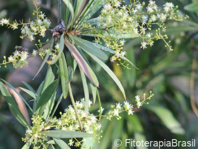 Folhas e flores