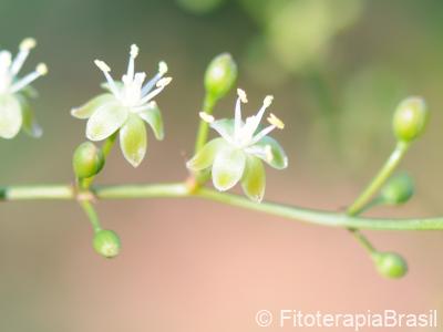 Flores