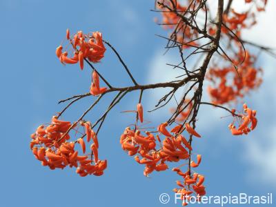 Erythrina mulungu