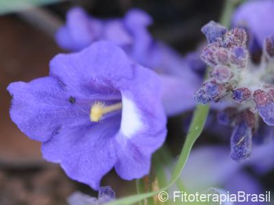 Flor