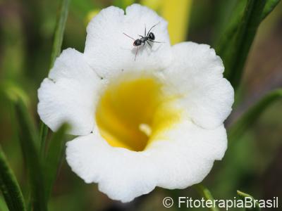 Flor