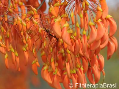 Flores