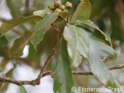 Frutos verdes