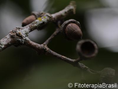 Fruto maduro