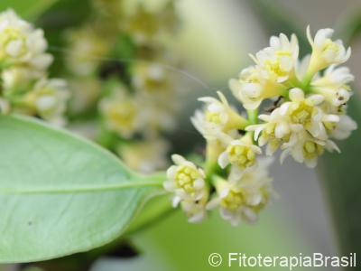 Flores