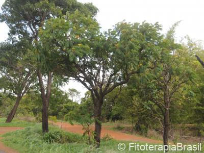 No campo