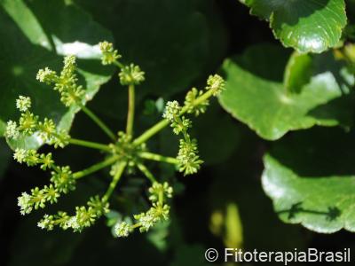 Hydrocotyle umbellata