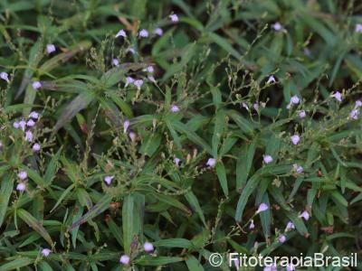 Folhas e flores
