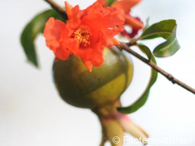 Flor