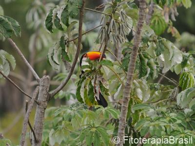 Embaúba e o tucano