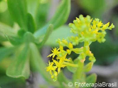 Sedum dendroideum