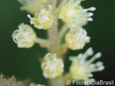 Flor