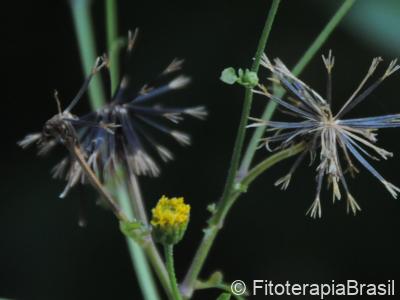 Flores e sementes