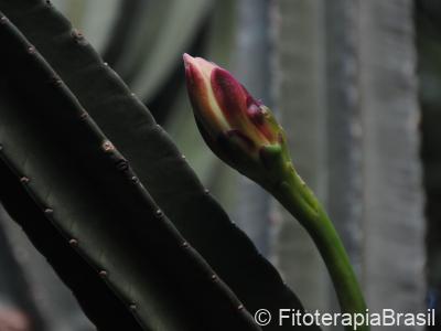 Cereus jamacaru