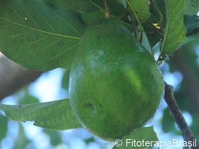 Fruto